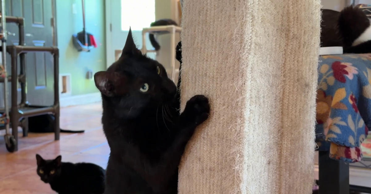 Over 100 cats need homes at Babcock Ranch's The Cat Ranch sanctuary | Charlotte County