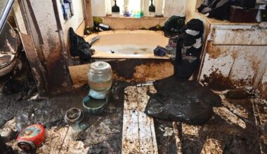 Palm City woman jailed after 36 Border Collies rescued | Martin County