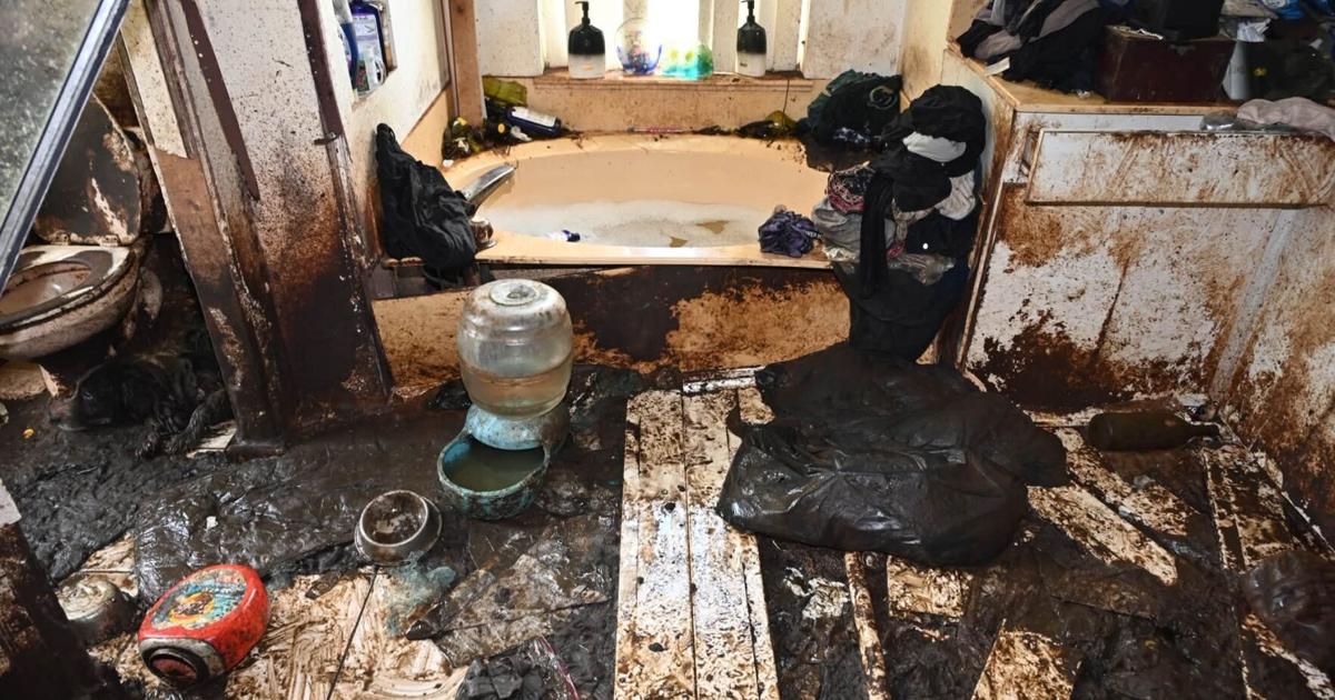 Palm City woman jailed after 36 Border Collies rescued | Martin County