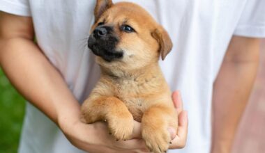 Vernon Dog Training Encourages Tampa Families to Begin Puppy Training Before Early Habits Take Hold | Press Releases