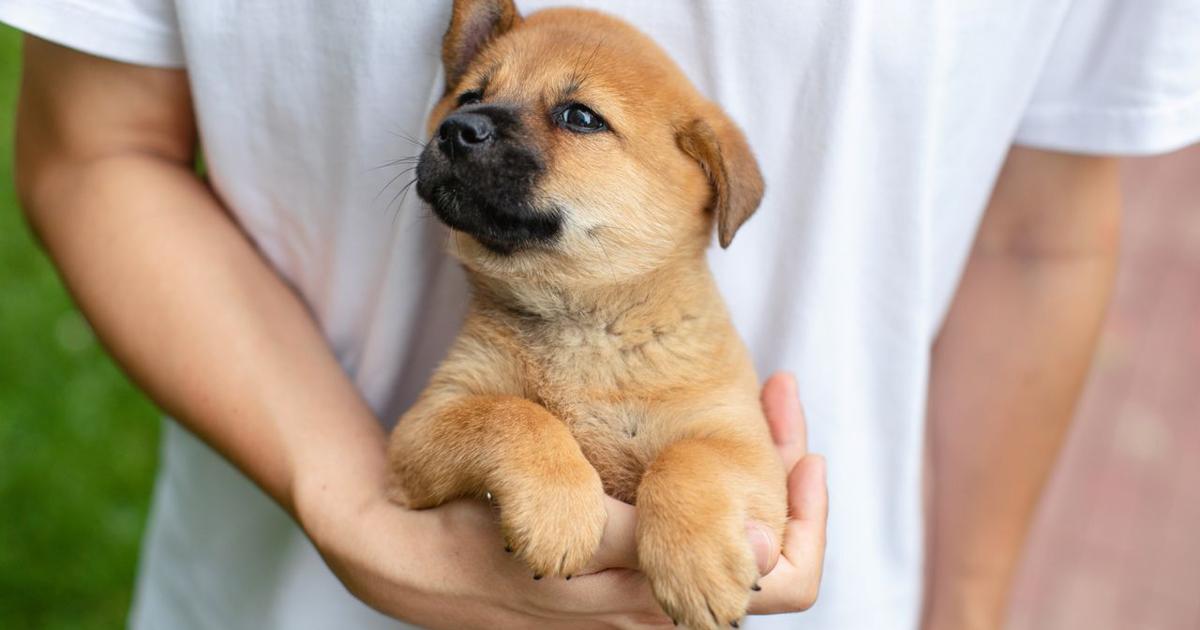 Vernon Dog Training Encourages Tampa Families to Begin Puppy Training Before Early Habits Take Hold | Press Releases