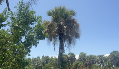 Lee County conservation program could face the chopping block | Lee County
