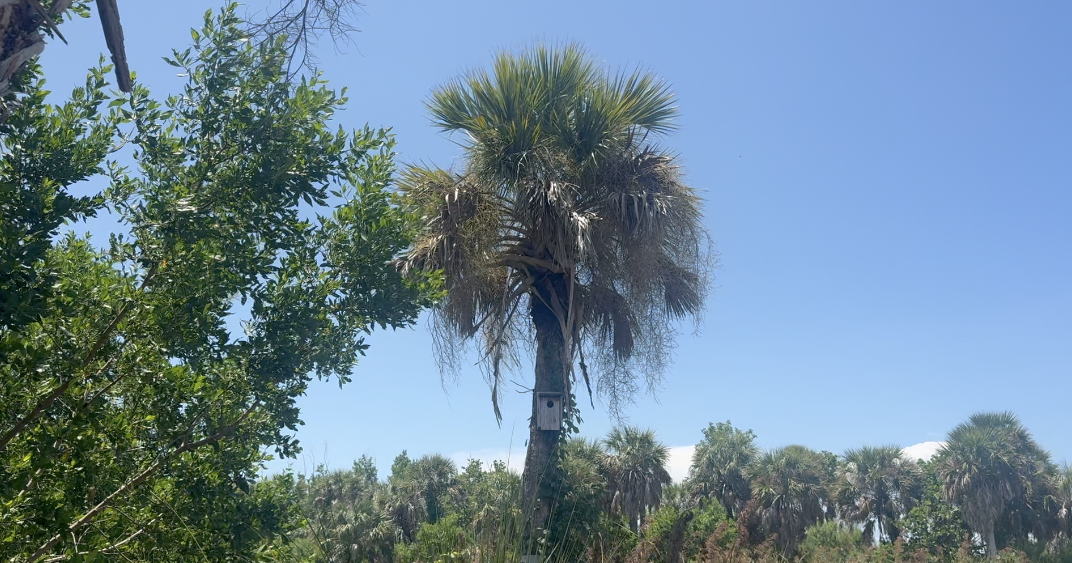 Lee County conservation program could face the chopping block | Lee County