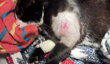 Lee County man accused of shooting neighborhood cat with BB gun | Lee County