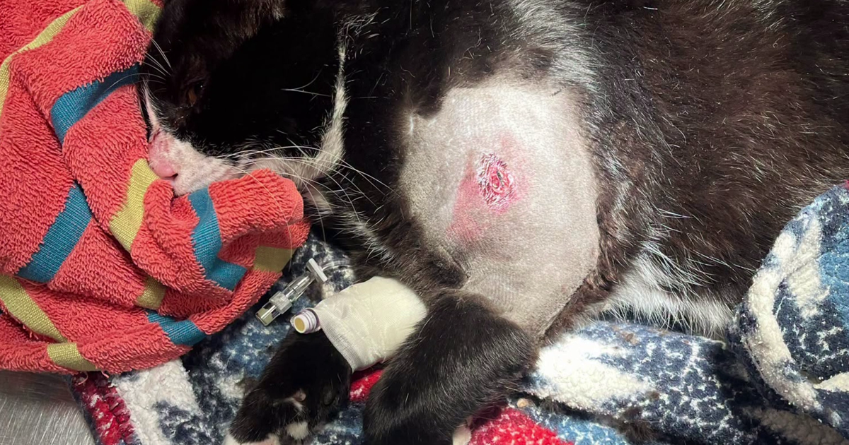 Lee County man accused of shooting neighborhood cat with BB gun | Lee County