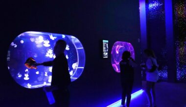 Mesmerizing jellyfish take center stage at 1st US museum dedicated solely to the floating predators | National