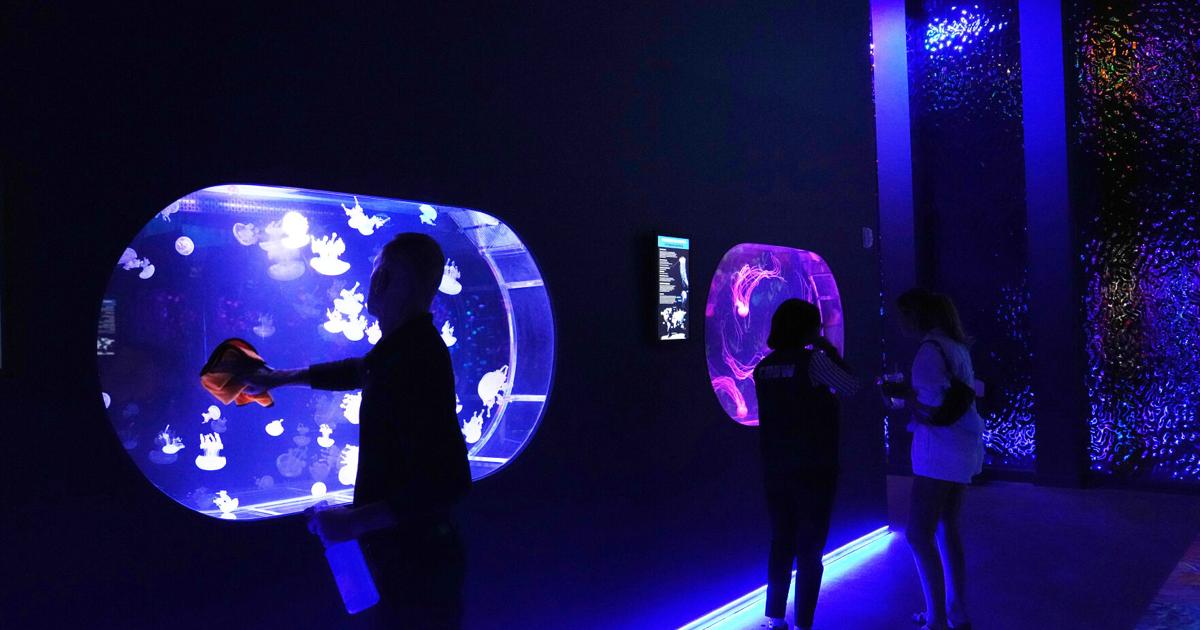 Mesmerizing jellyfish take center stage at 1st US museum dedicated solely to the floating predators | National