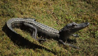 VIDEO: Why Did The Alligator Cross The Road (In Miami Lakes) | NewsRadio WIOD
