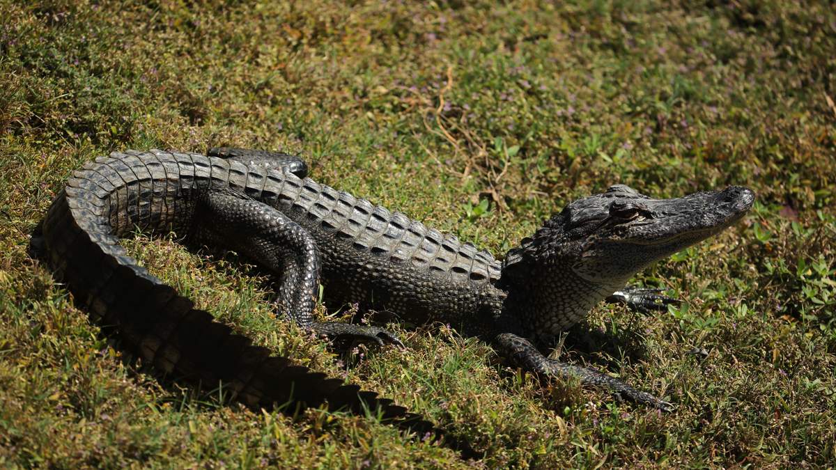 VIDEO: Why Did The Alligator Cross The Road (In Miami Lakes) | NewsRadio WIOD