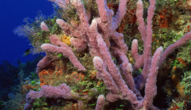 Experts sound alarm as heat threatens Biscayne Bay corals | Miami