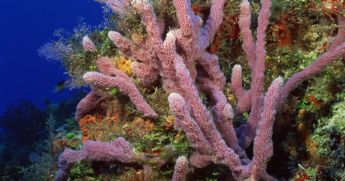 Experts sound alarm as heat threatens Biscayne Bay corals | Miami