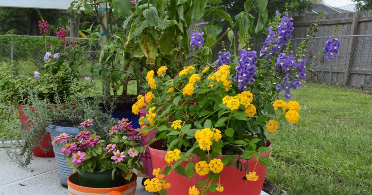 Gardening in Florida: there’s an app for that | St. Lucie County