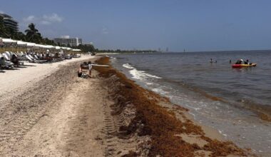 Record sargassum hits Key Biscayne, Miami beaches | Miami