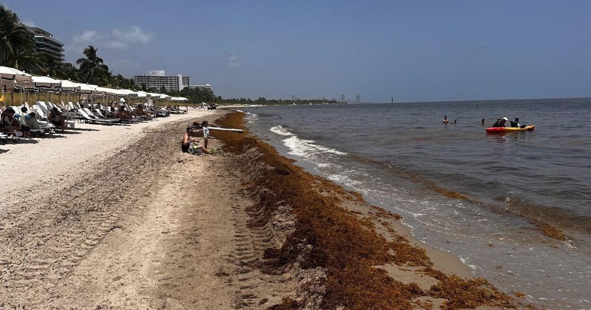 Record sargassum hits Key Biscayne, Miami beaches | Miami
