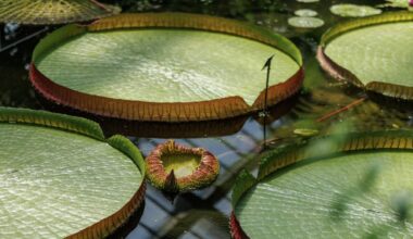 Miami Beach Botanical Garden Competing in Waterlily Weigh-Off 2026 | NewsRadio WIOD