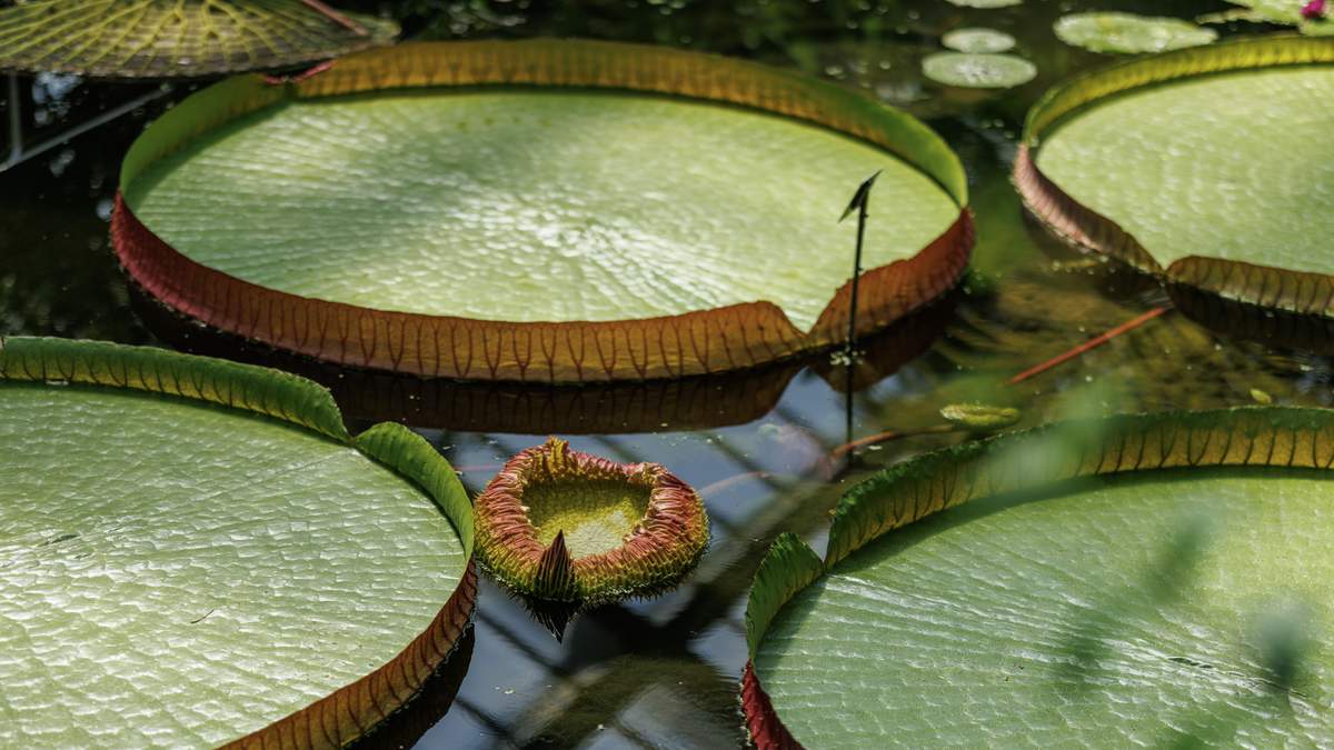 Miami Beach Botanical Garden Competing in Waterlily Weigh-Off 2026 | NewsRadio WIOD