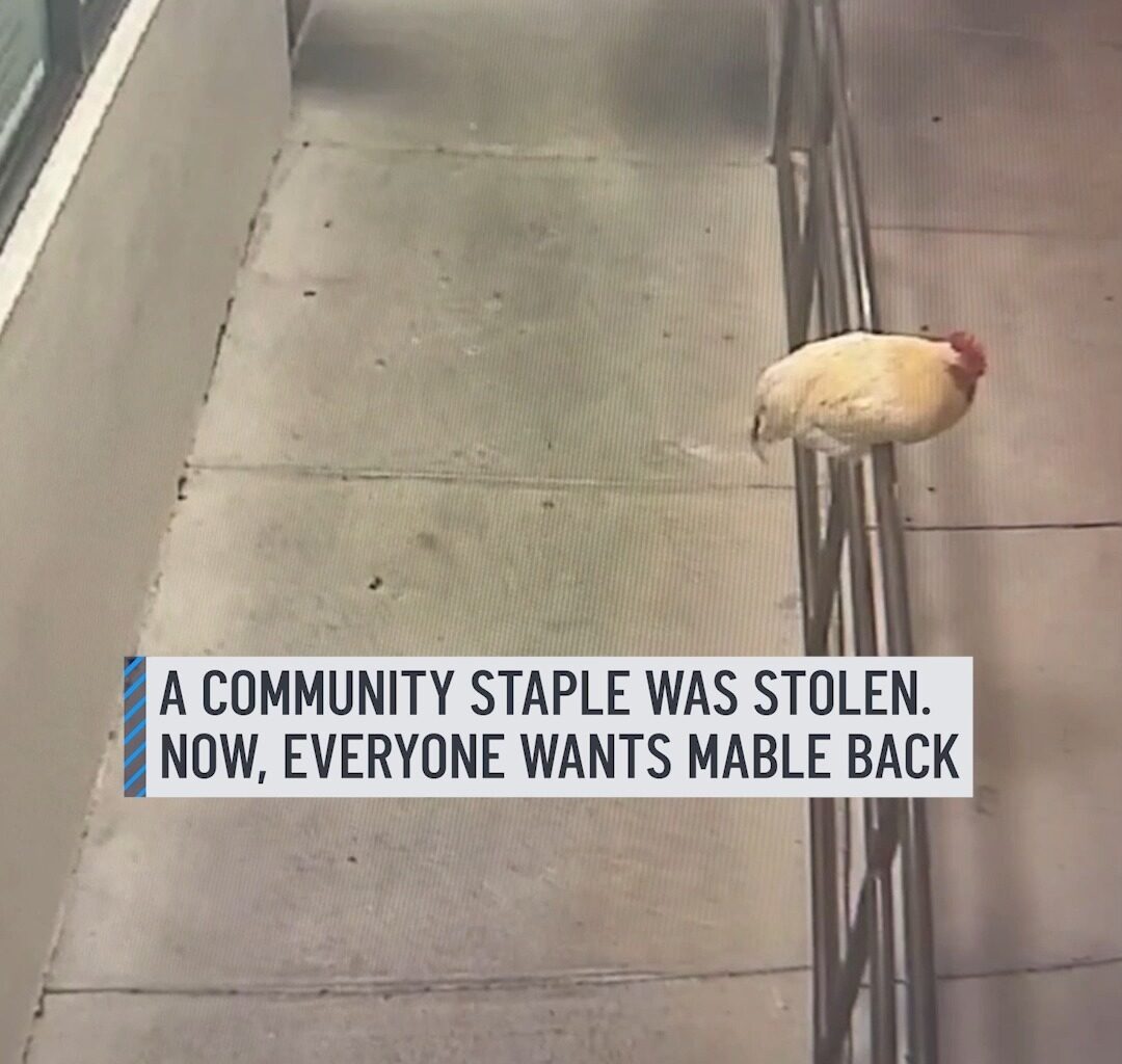 A beloved staple at a Fort Lauderdale restaurant has been stolen, according to the manager.⁠
⁠
Mable was well-known by customers and employees, who would greet her daily before she went missing.⁠
⁠
#Fortlauderdale #hen #chicken #restaurant #stolen