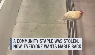 A beloved staple at a Fort Lauderdale restaurant has been stolen, according to the manager.⁠
⁠
Mable was well-known by customers and employees, who would greet her daily before she went missing.⁠
⁠
#Fortlauderdale #hen #chicken #restaurant #stolen