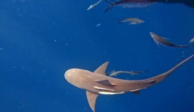 Martin County considers changes to shark fishing rules on beaches after state directive