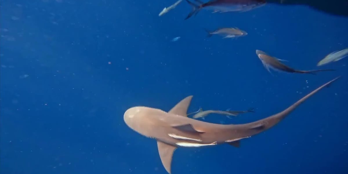Martin County considers changes to shark fishing rules on beaches after state directive