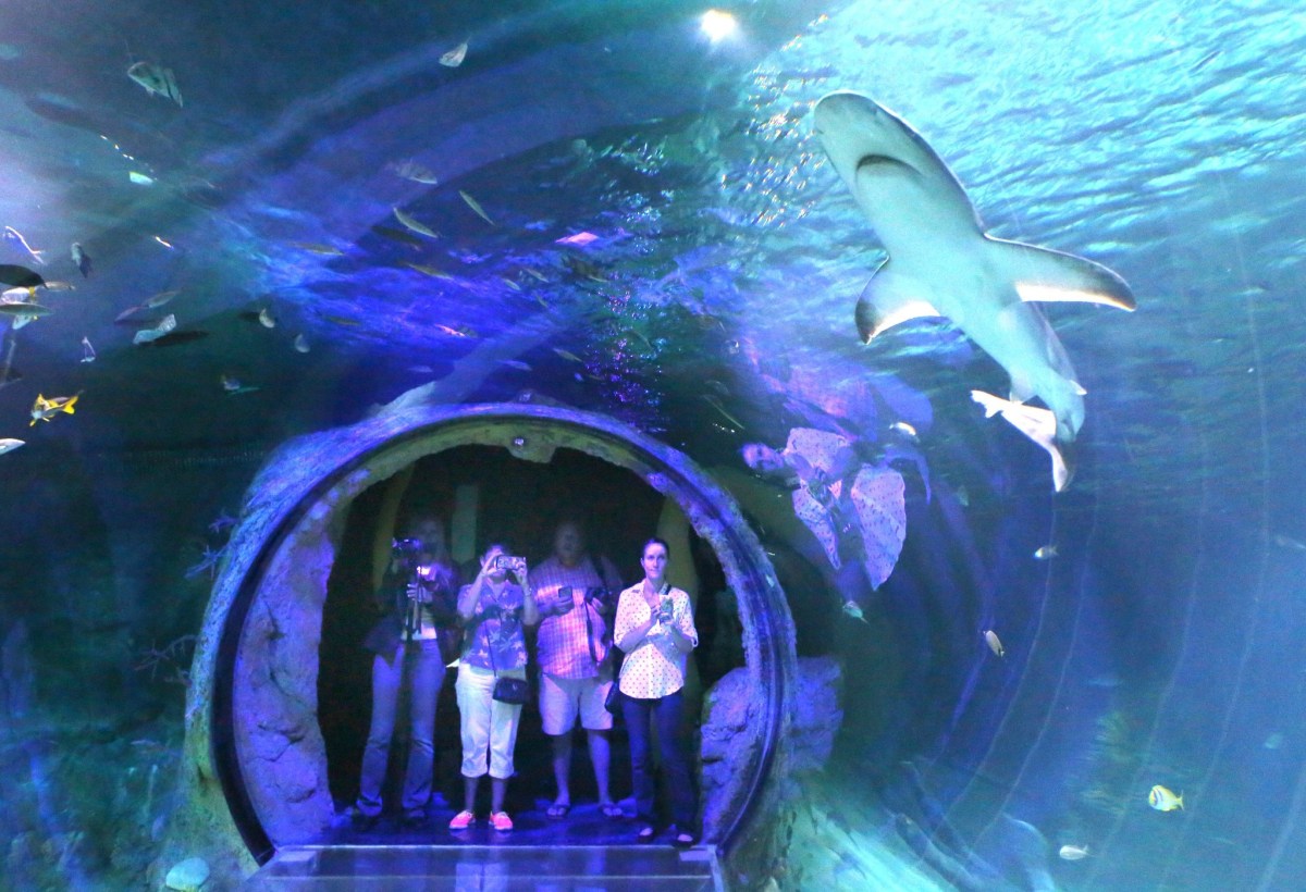 Sea Life Orlando Aquarium event lures adults