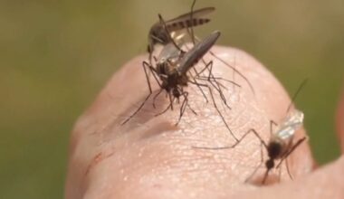 Dengue cases rise in several Florida counties, CDC data shows