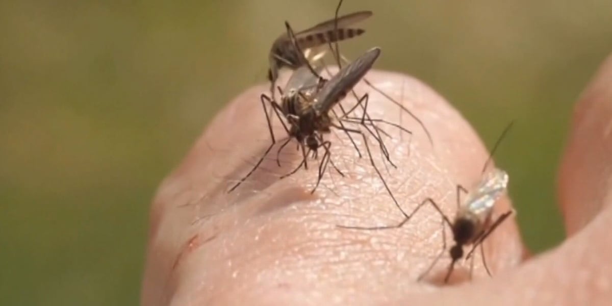 Dengue cases rise in several Florida counties, CDC data shows