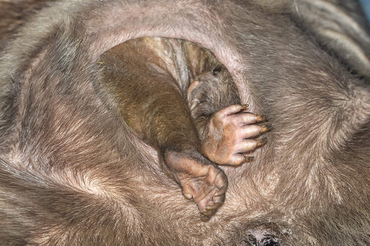 Newborn southern hairy-nosed wombats stay in their mother’s pouch for up to six months.