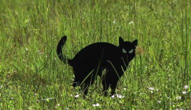 Mysterious fake cats placed in empty Florida lots