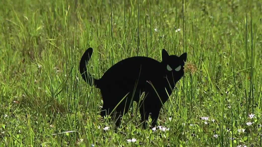 Mysterious fake cats placed in empty Florida lots