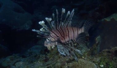 Local divers hunt for lionfish in Deerfield Beach to help South Florida reefs - WSVN 7News | Miami News, Weather, Sports