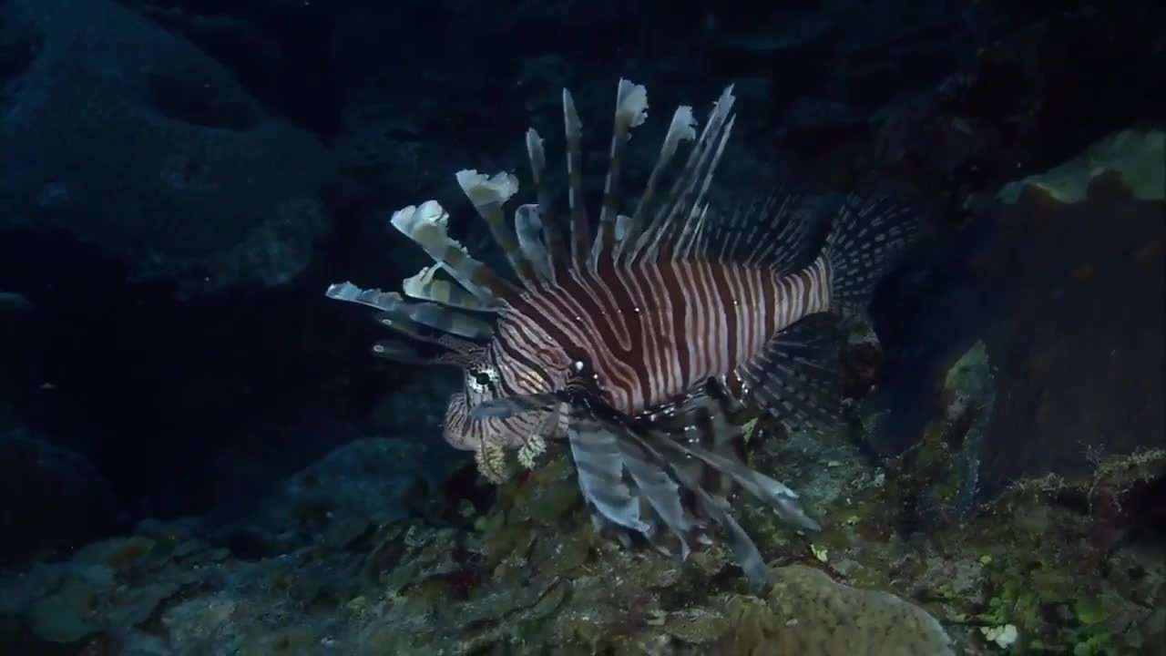 Local divers hunt for lionfish in Deerfield Beach to help South Florida reefs - WSVN 7News | Miami News, Weather, Sports