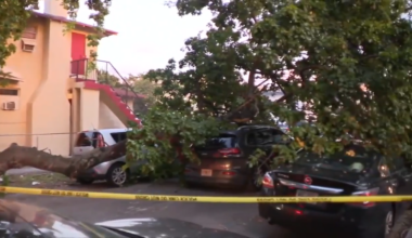Man hospitalized after crashing into large tree in Miami - WSVN 7News | Miami News, Weather, Sports