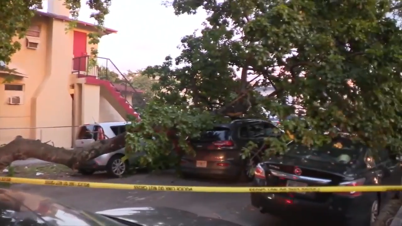 Man hospitalized after crashing into large tree in Miami - WSVN 7News | Miami News, Weather, Sports