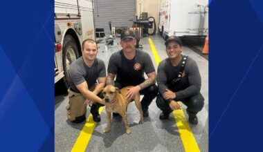 Cape Coral firefighters rescue dog from canal off Four Mile Cove Pkwy