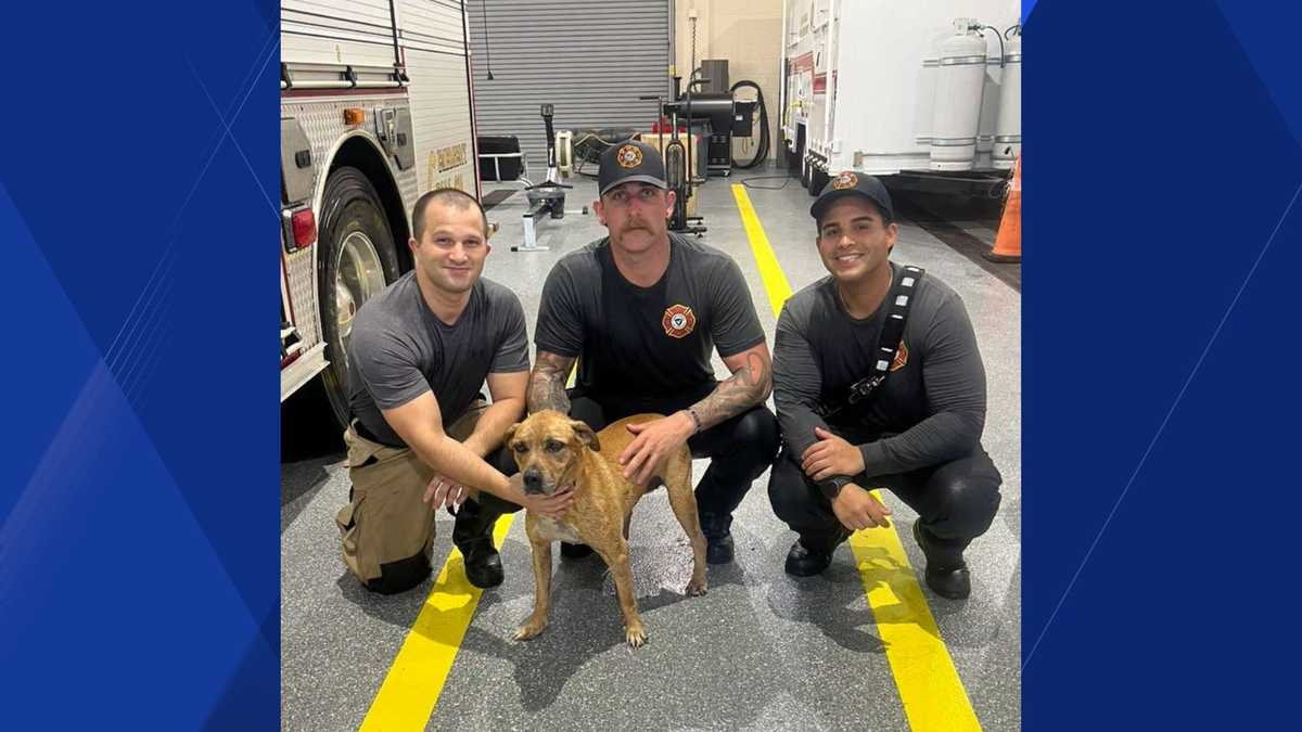Cape Coral firefighters rescue dog from canal off Four Mile Cove Pkwy