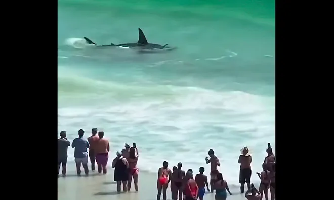 Great hammerhead shark draws a crowd.