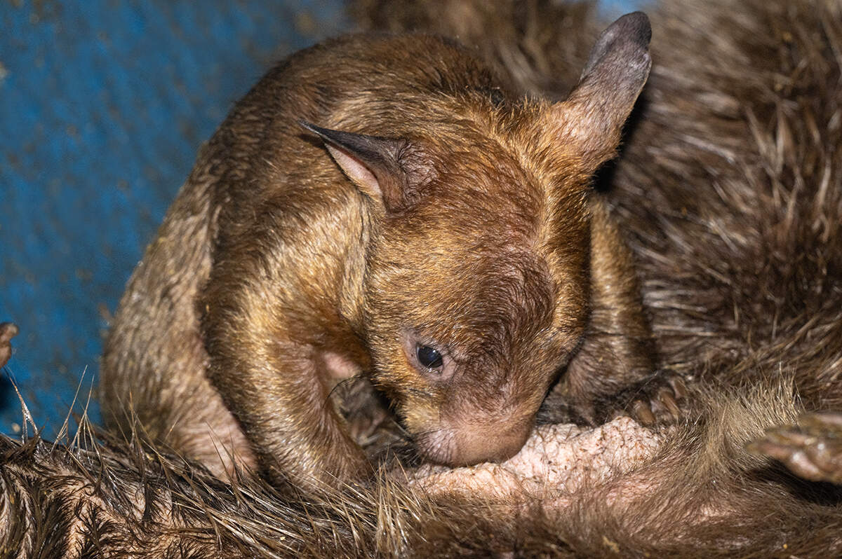 The joey’s arrival was the first successful birth of a southern hairy-nosed wombat in Zoo Miami’s history. It is also the only successful birth of the species across the U.S. this year.