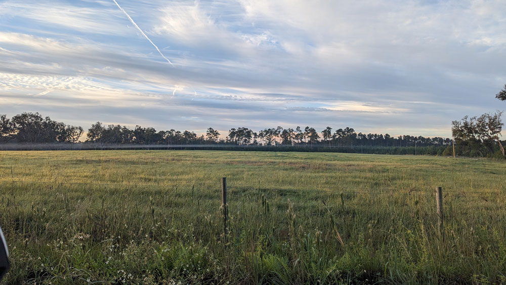 A green pasture with woods in the background