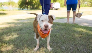 Protect Pets From Deadly Summer Heat, Broward Animal Care Urges • Tamarac Talk