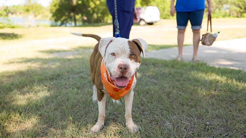 Protect Pets From Deadly Summer Heat, Broward Animal Care Urges • Tamarac Talk