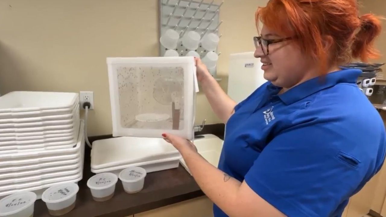 Gabriela Henderson with Hillsborough County Mosquito Services talks about steps being taken to stop the spread of the DENV-2 virus in the local mosquito population.