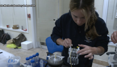 Scientists work to rebuild Florida’s Coral Reef after producing more than 1.5 million coral embryos