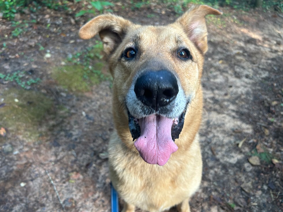Coffee is a German Shepherd mix who would love to be part of your morning routine!