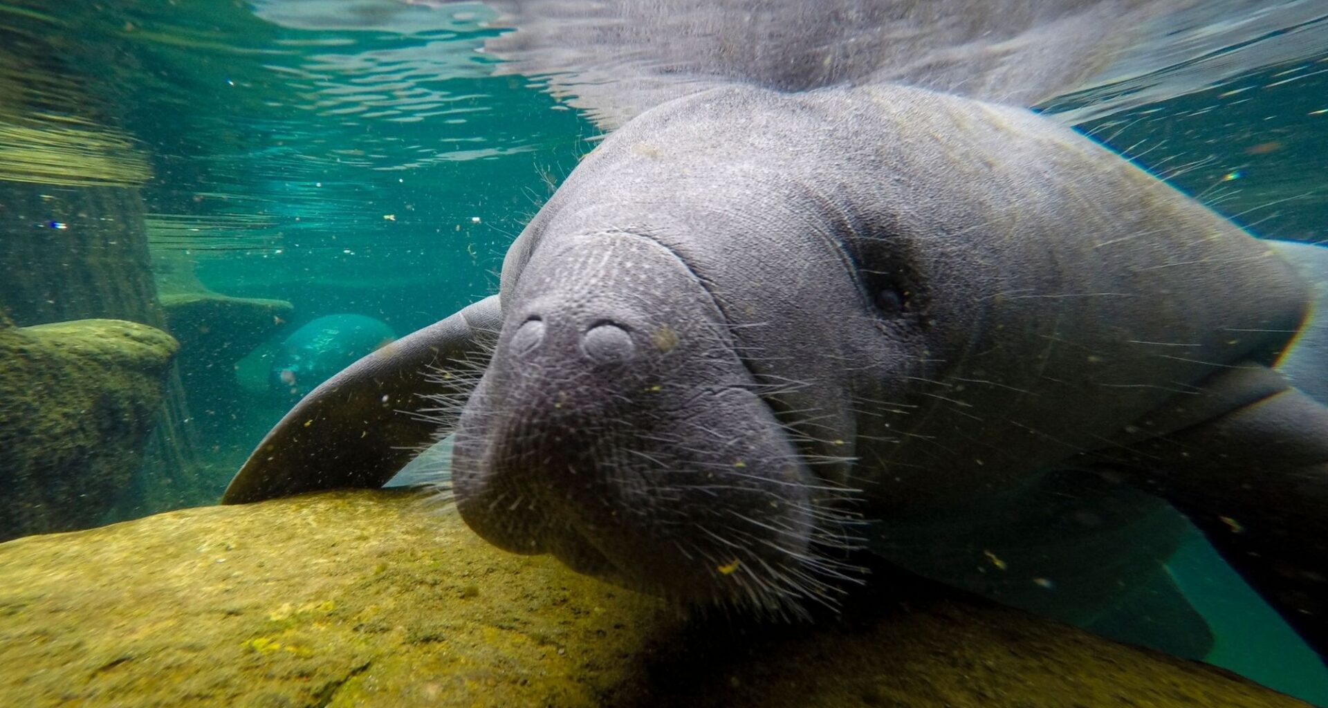 Can Acupuncture Help Injured Animals? A Tampa Zoo Is Trying It Out.