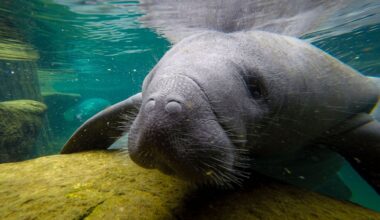 Can Acupuncture Help Injured Animals? A Tampa Zoo Is Trying It Out.