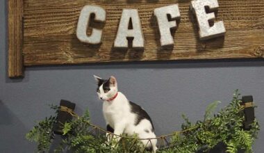 Orlando Cat Cafe Celebrates 10 Years of Saving Lives, Building Community, and Brewing Happiness (Sept 8)