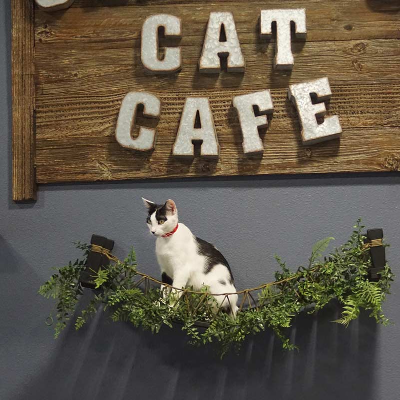 Orlando Cat Cafe Celebrates 10 Years of Saving Lives, Building Community, and Brewing Happiness (Sept 8)