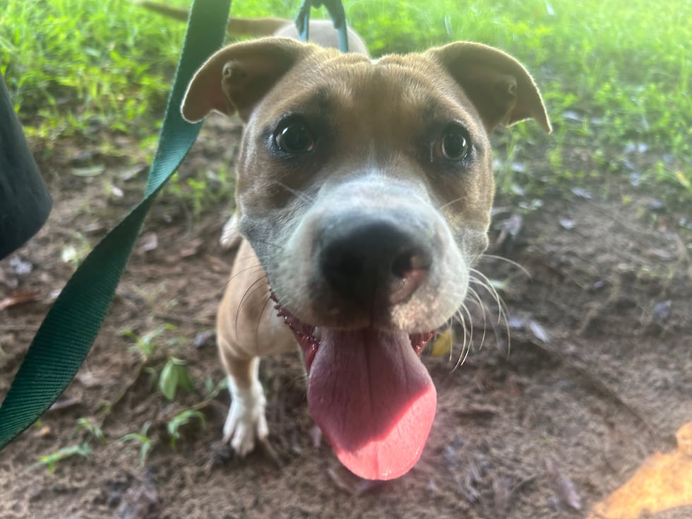 Karma is hoping Furry Friday brings her some good karma - with a family to call her own!