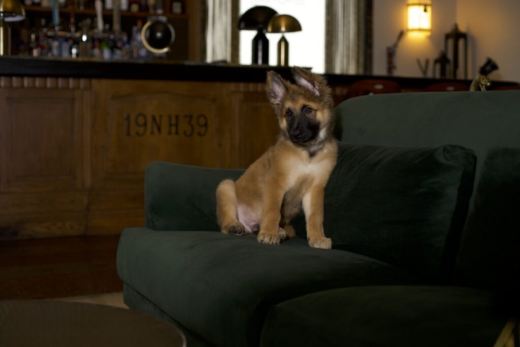 Yappy Hour at National Hotel Miami Beach